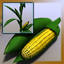 Corn Field Ear Stalk Maize